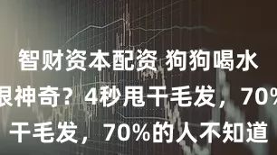 智财资本配资 狗狗喝水舌头后卷很神奇？4秒甩干毛发，70%的人不知道